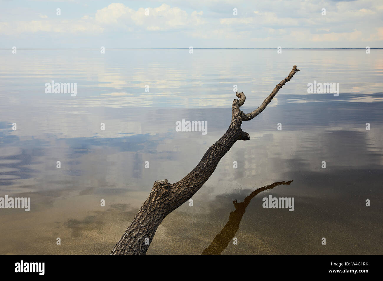 Old and dry branch over river with blue sky reflection on water Stock ...
