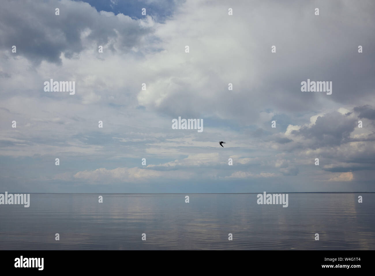 Blue sky with white clouds and flying bird reflected in river water ...