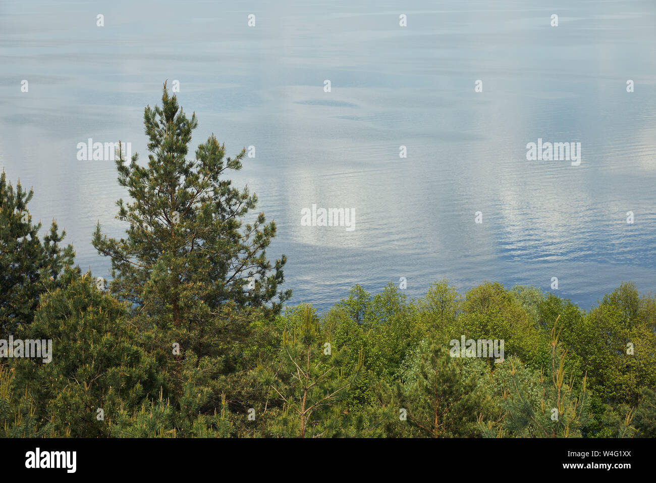 aerial view of peaceful landscape with river, green leafy and pine ...