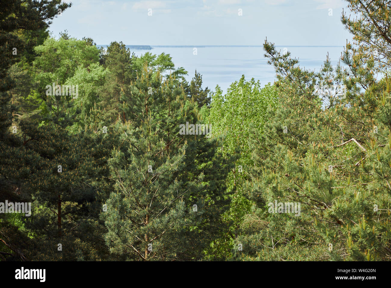 aerial view of landscape with river and green leafy trees Stock Photo ...