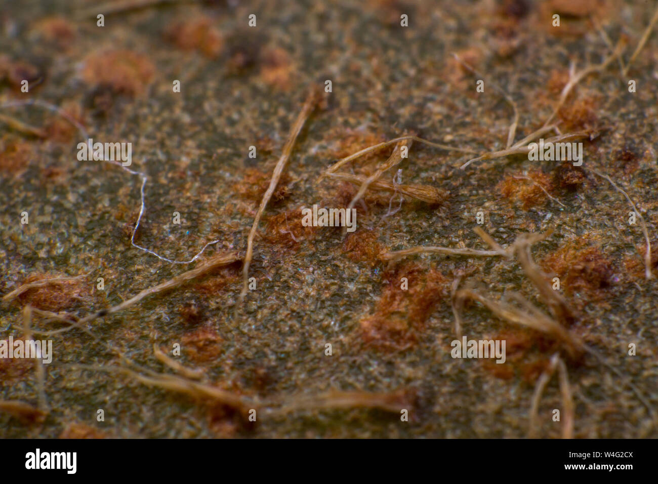 Fruit surface hi-res stock photography and images - Alamy