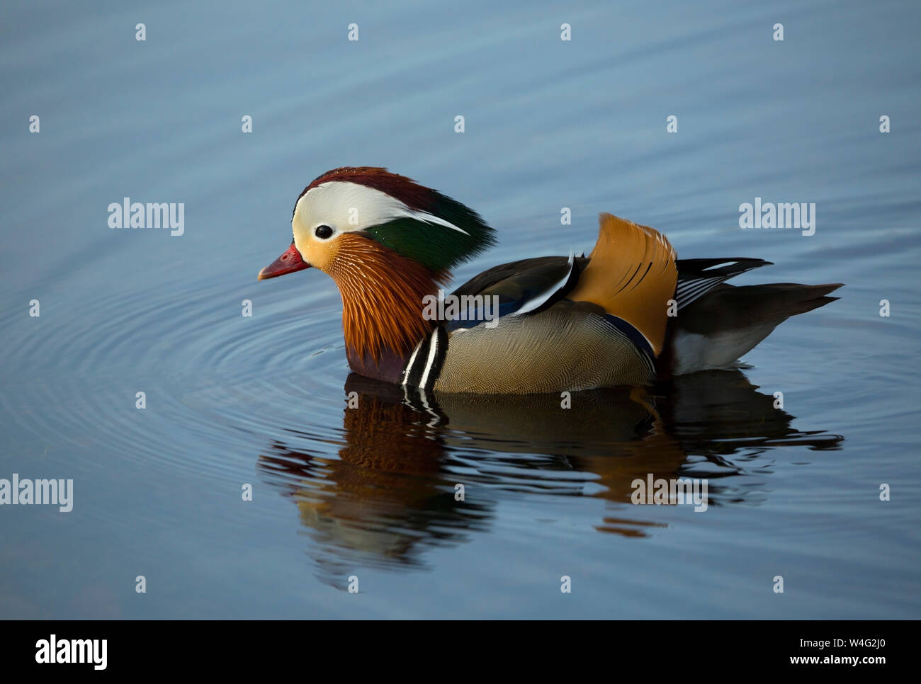 Mandarin Duck swimming at Pooley Bridge near Ullswater in the Lake District National Park Stock Photo