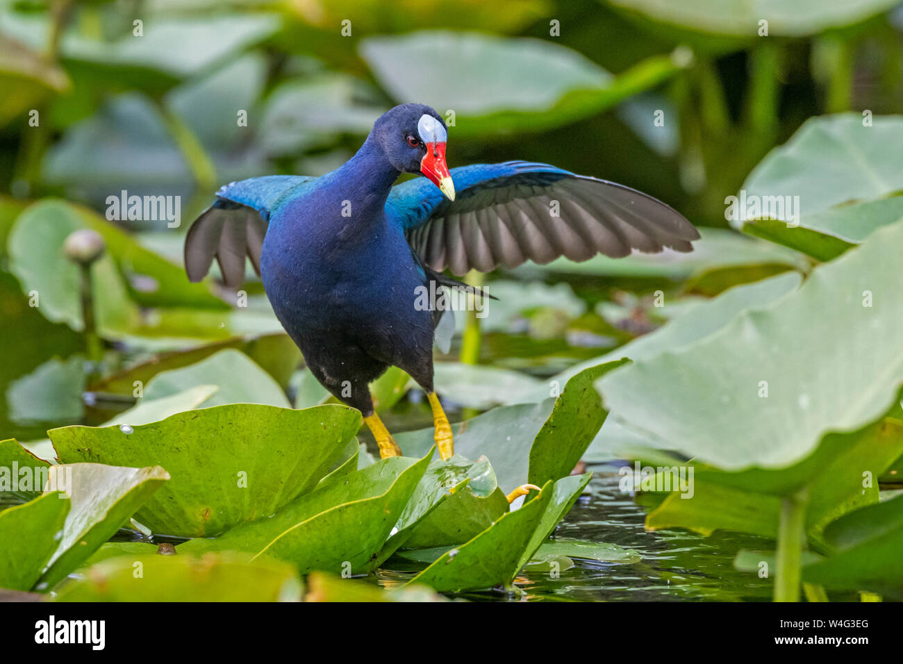 Purple Gallinule (Porphyrio martinicus). Everglades National Park, Florida. Feeding on lilies. Stock Photo