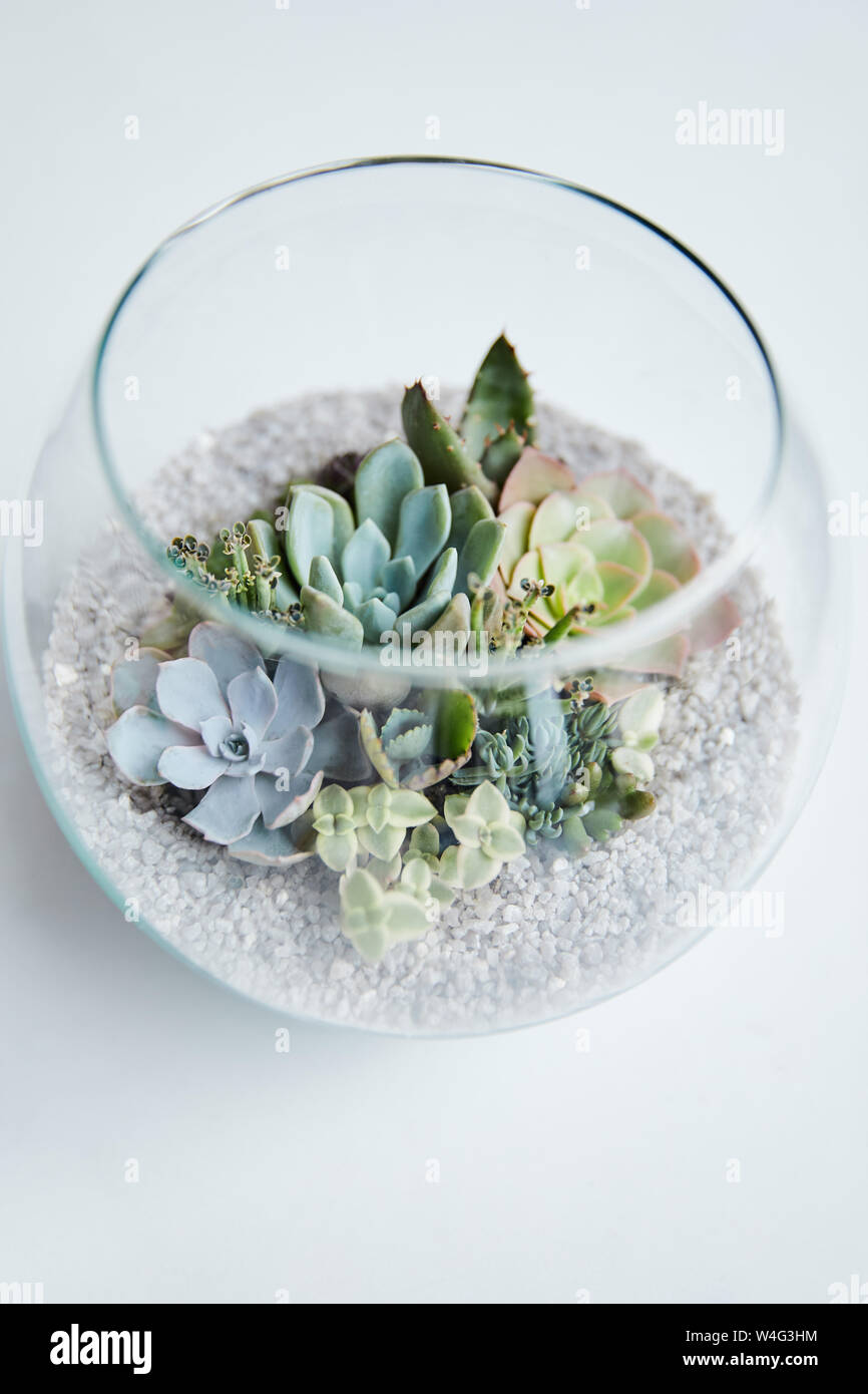 close up view of green succulents in glass decorative aquarium on white  background Stock Photo - Alamy