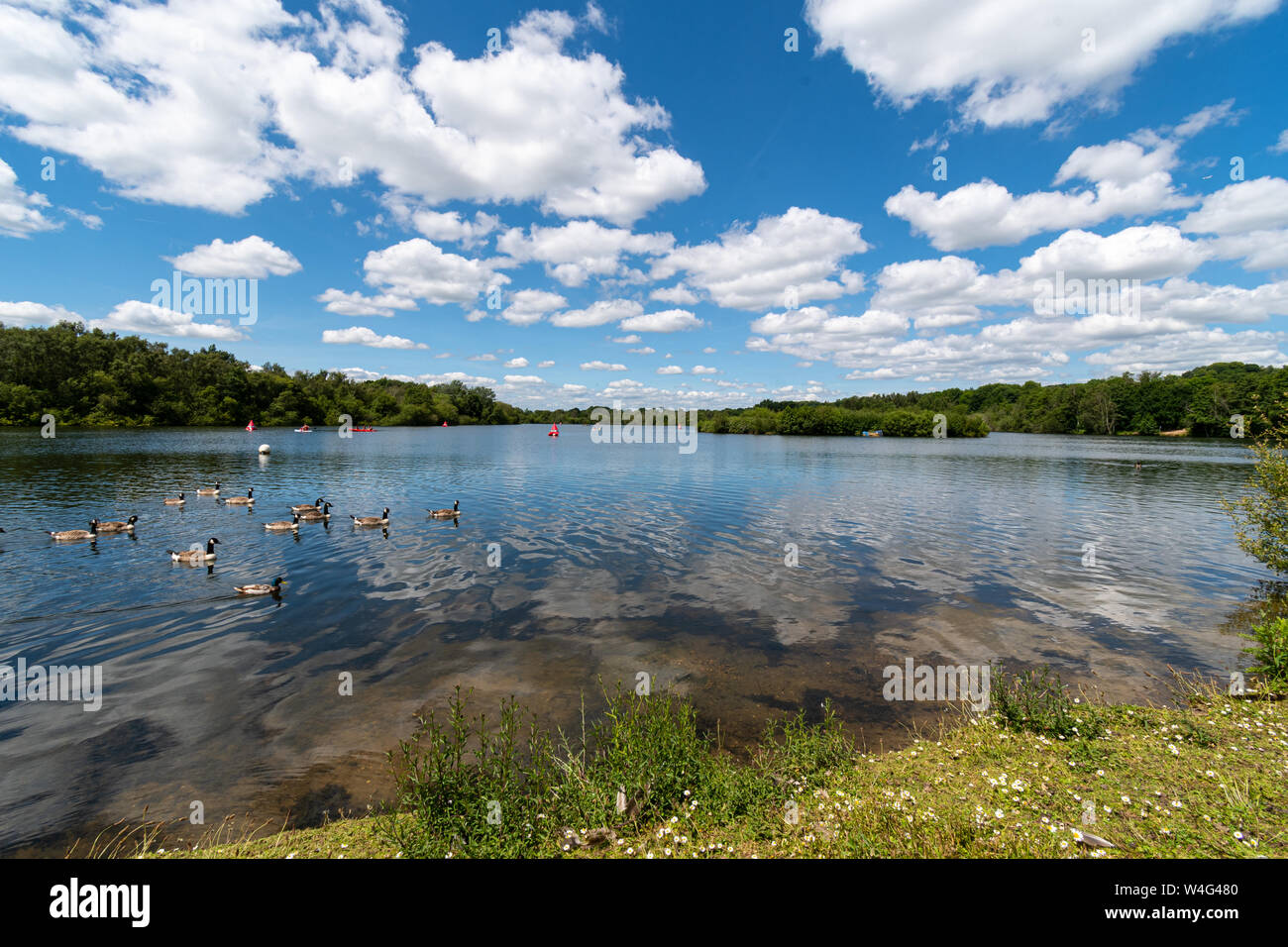 Canada gesse hi res stock photography and images Alamy
