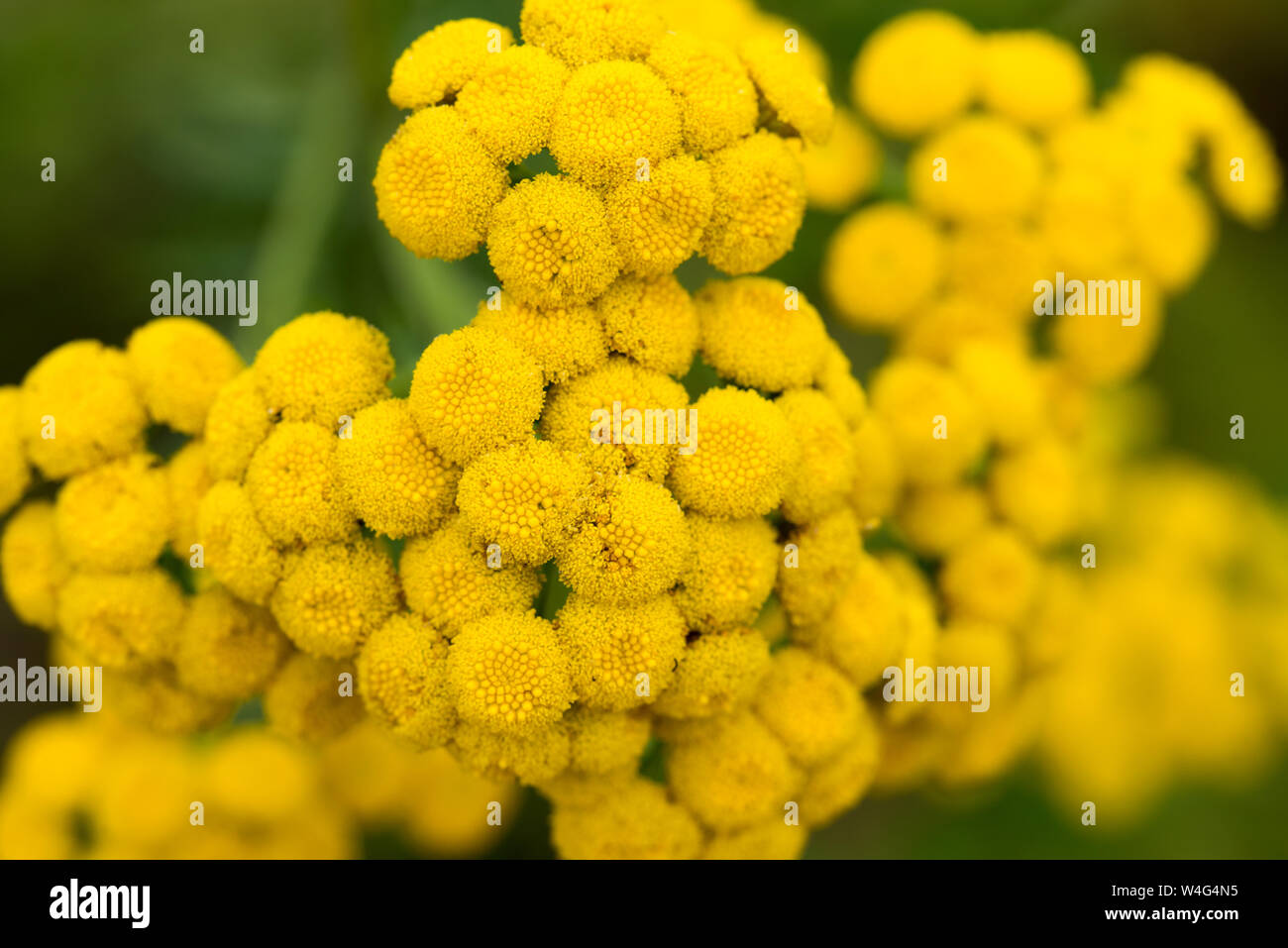 Tansy (Tanacetum vulgare) yellow flowers macro selective focus Stock Photo