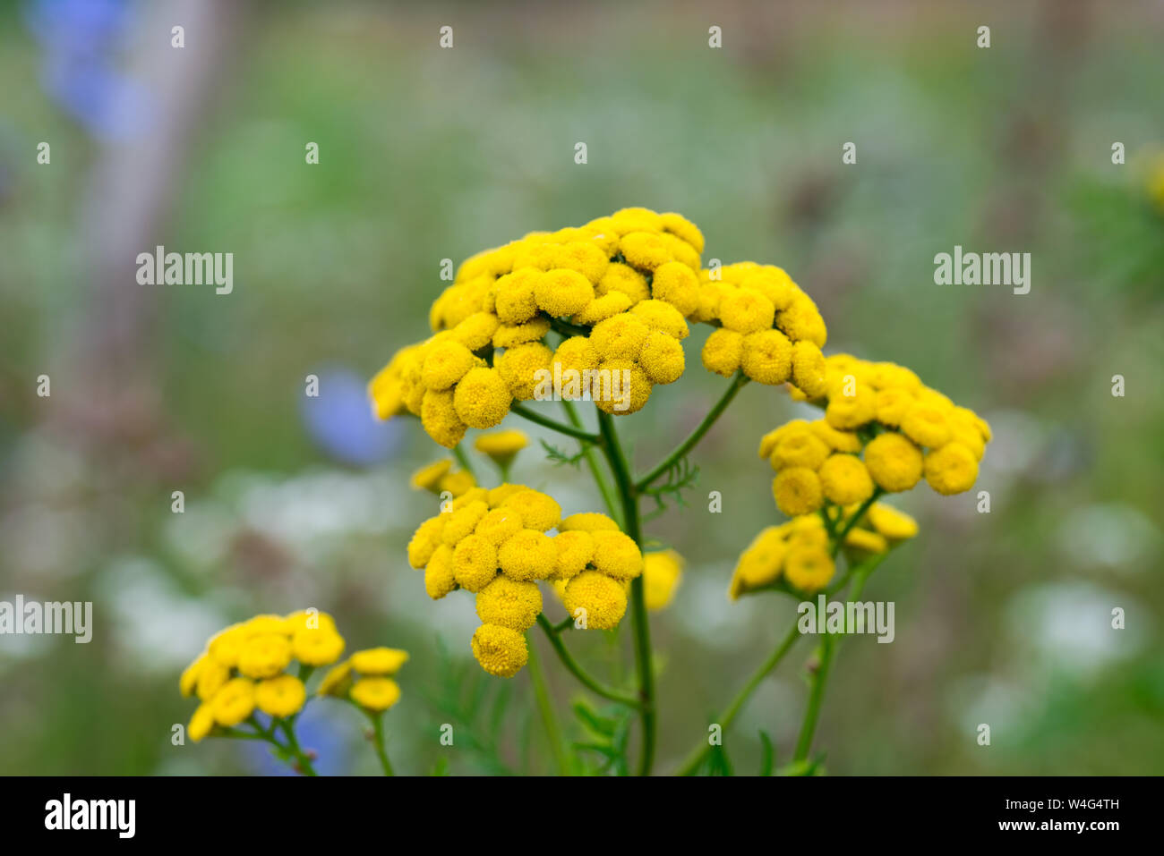 Tansy (Tanacetum vulgare) yellow flowers macro selective focus Stock Photo