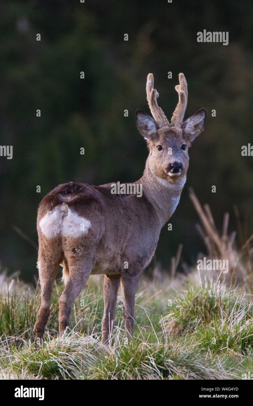 roe deer, roe, Rehbock (Capreolus capreolus) im Bast Stock Photo