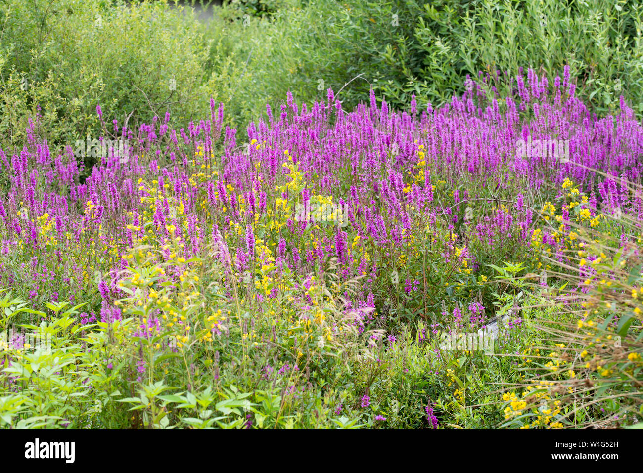 yellow loosestrife and purple loosestrife flowers in multicolored summer meadow Stock Photo