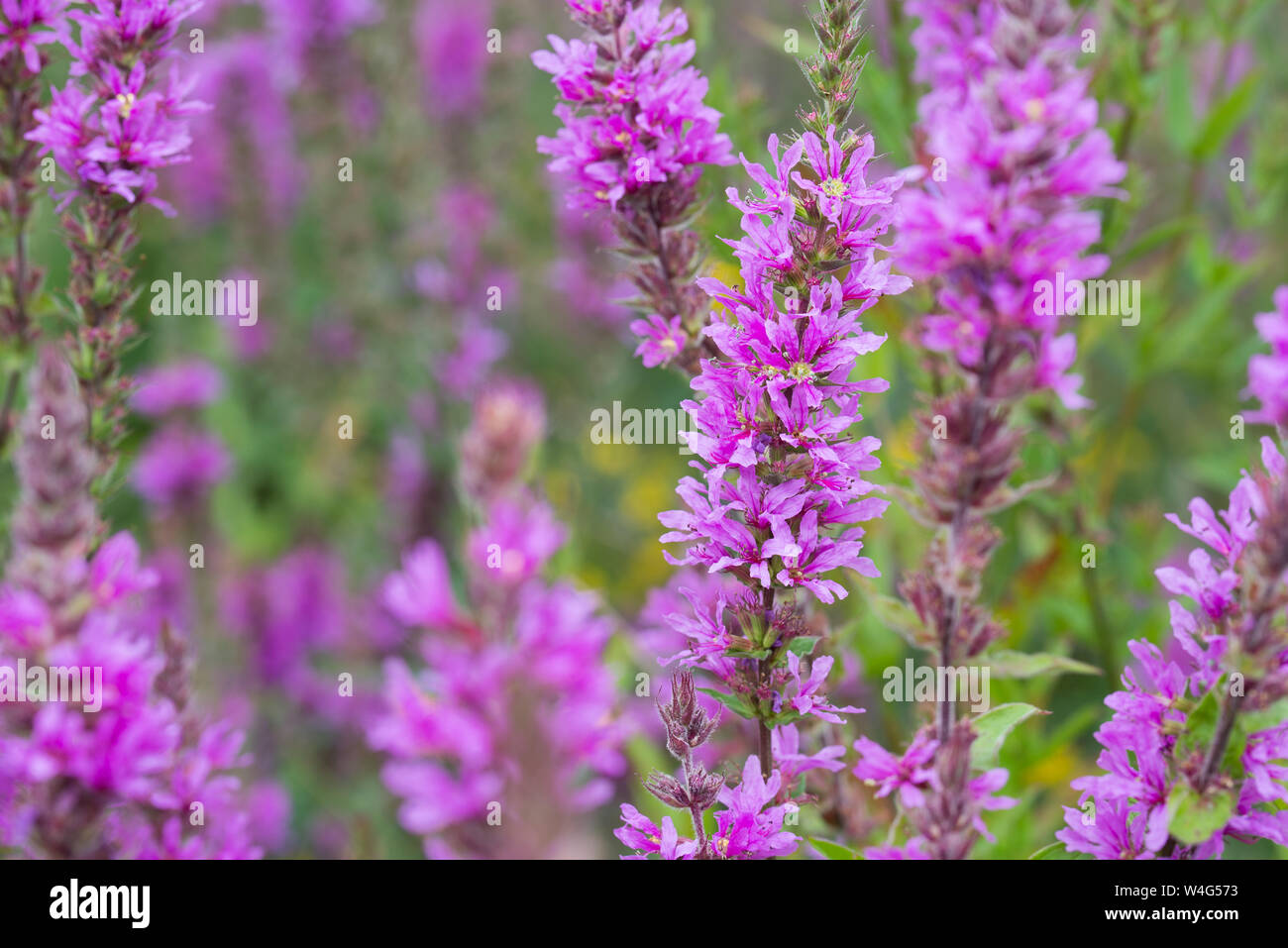 Lythrum salicaria, purple loosestrife flowers closeup Stock Photo