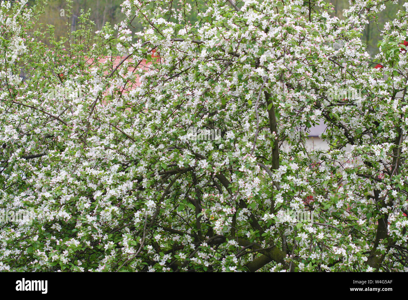 Apple tree blooming Stock Photo Alamy