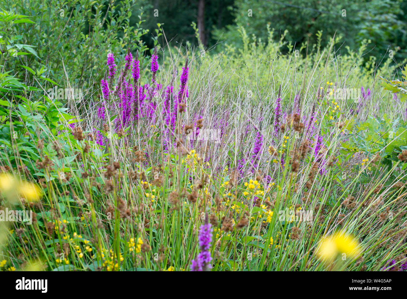 yellow loosestrife and purple loosestrife flowers in multicolored summer meadow Stock Photo