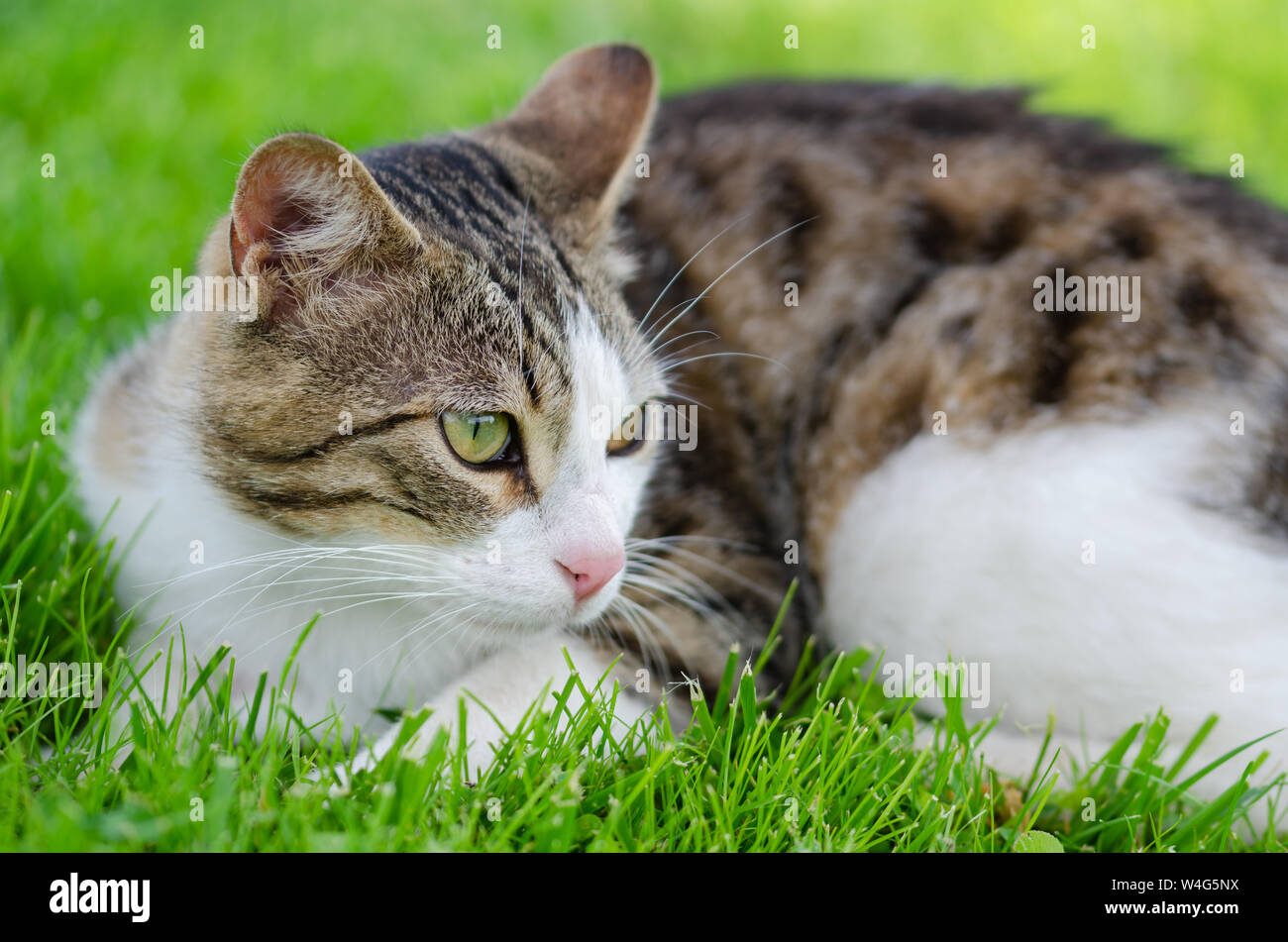 The cute cat lying down on grass Stock Photo Alamy