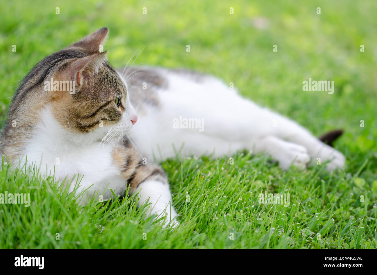 The cute cat lying down on grass Stock Photo Alamy