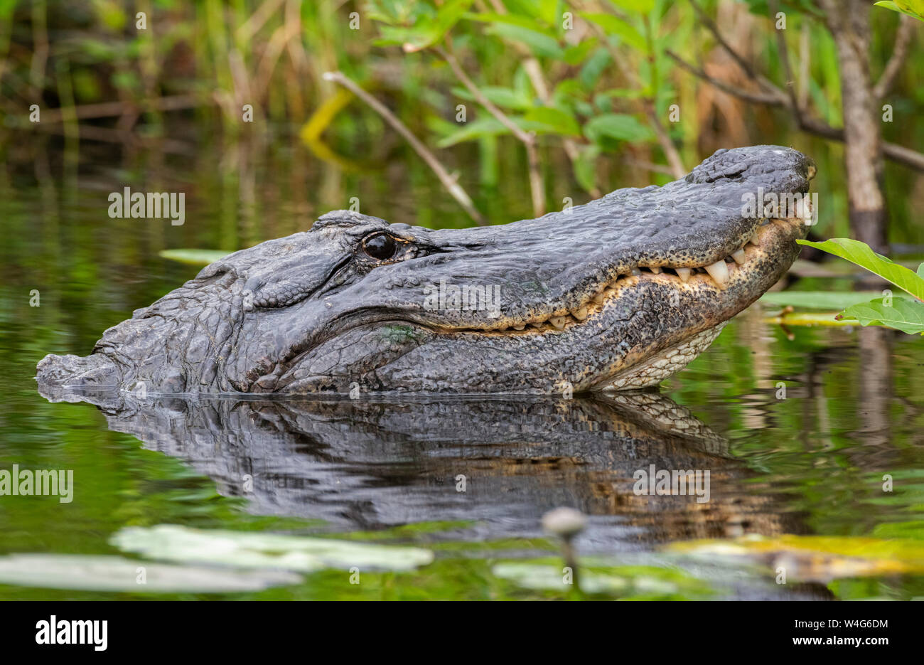 American Alligator (Alligator mississippiensis). Everglades National Park, Florida. Stock Photo