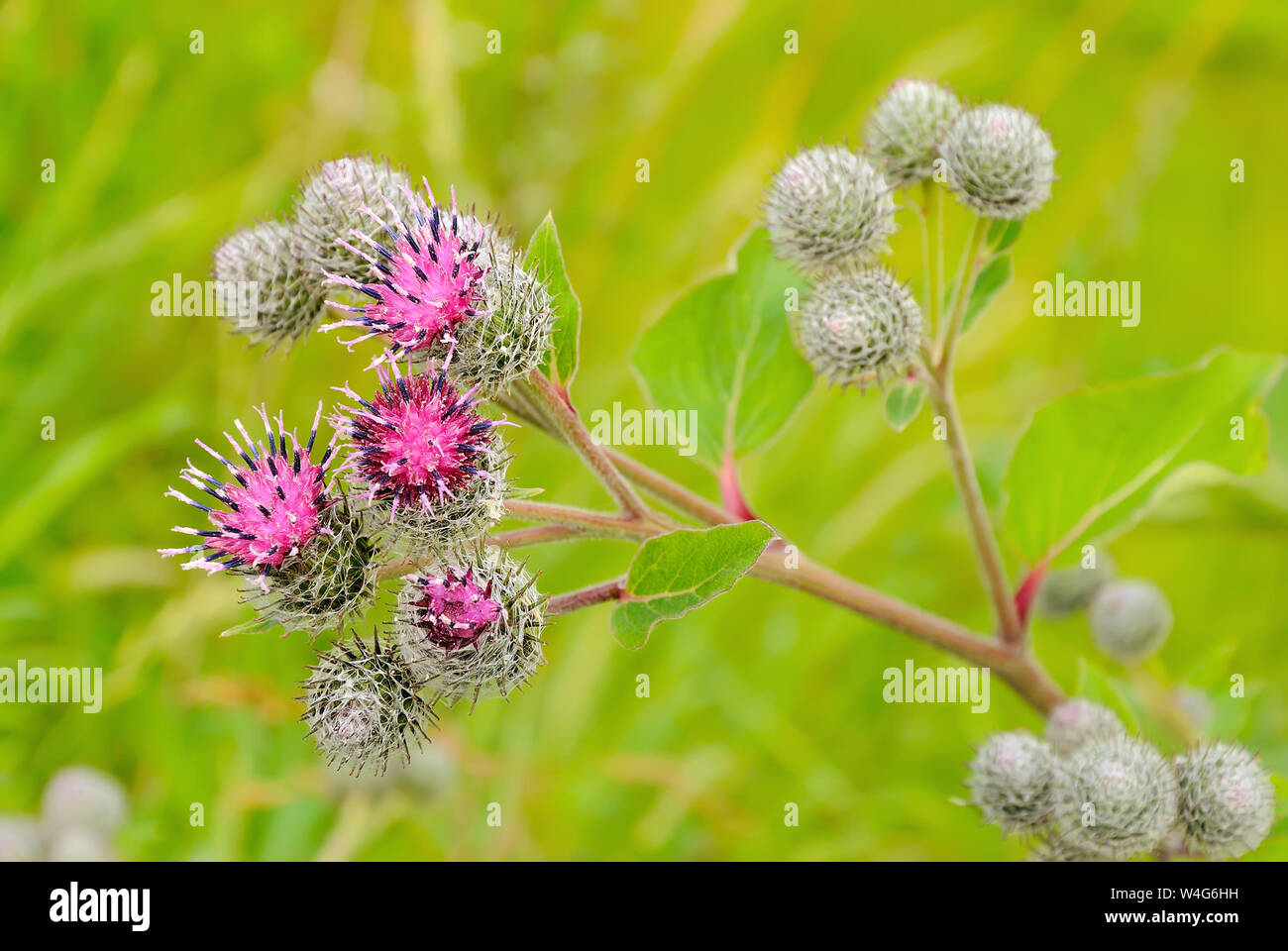 Flowering Great Burdock (Arctium lappa) on meadow Stock Photo