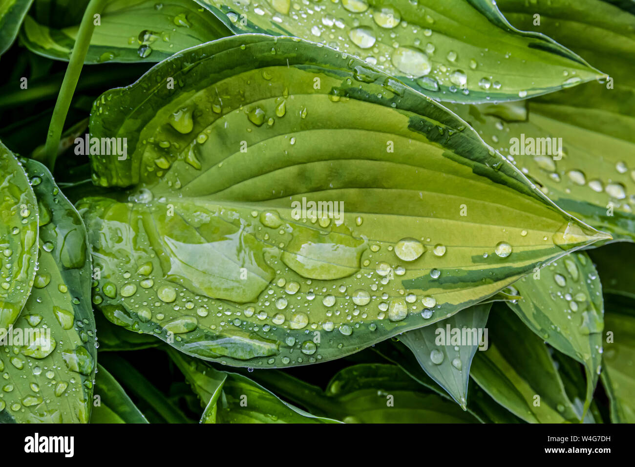 HOSTA LEAVES WITH RAINDROPS Stock Photo