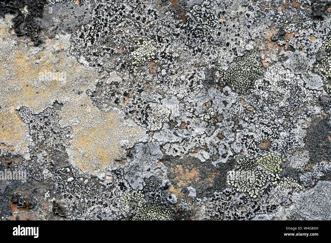 Natural texture of lichen on rock surface Stock Photo