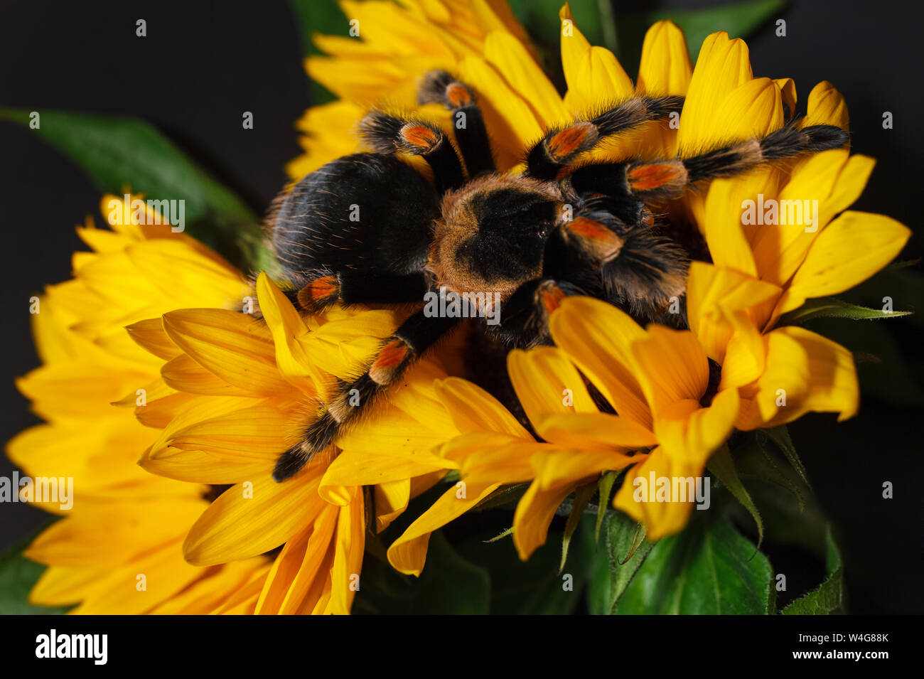 Bright huge birdeater tarantula spider Brachypelma Smithi with colorful sunflowers. Large dangerous giant arachnid. Stock Photo