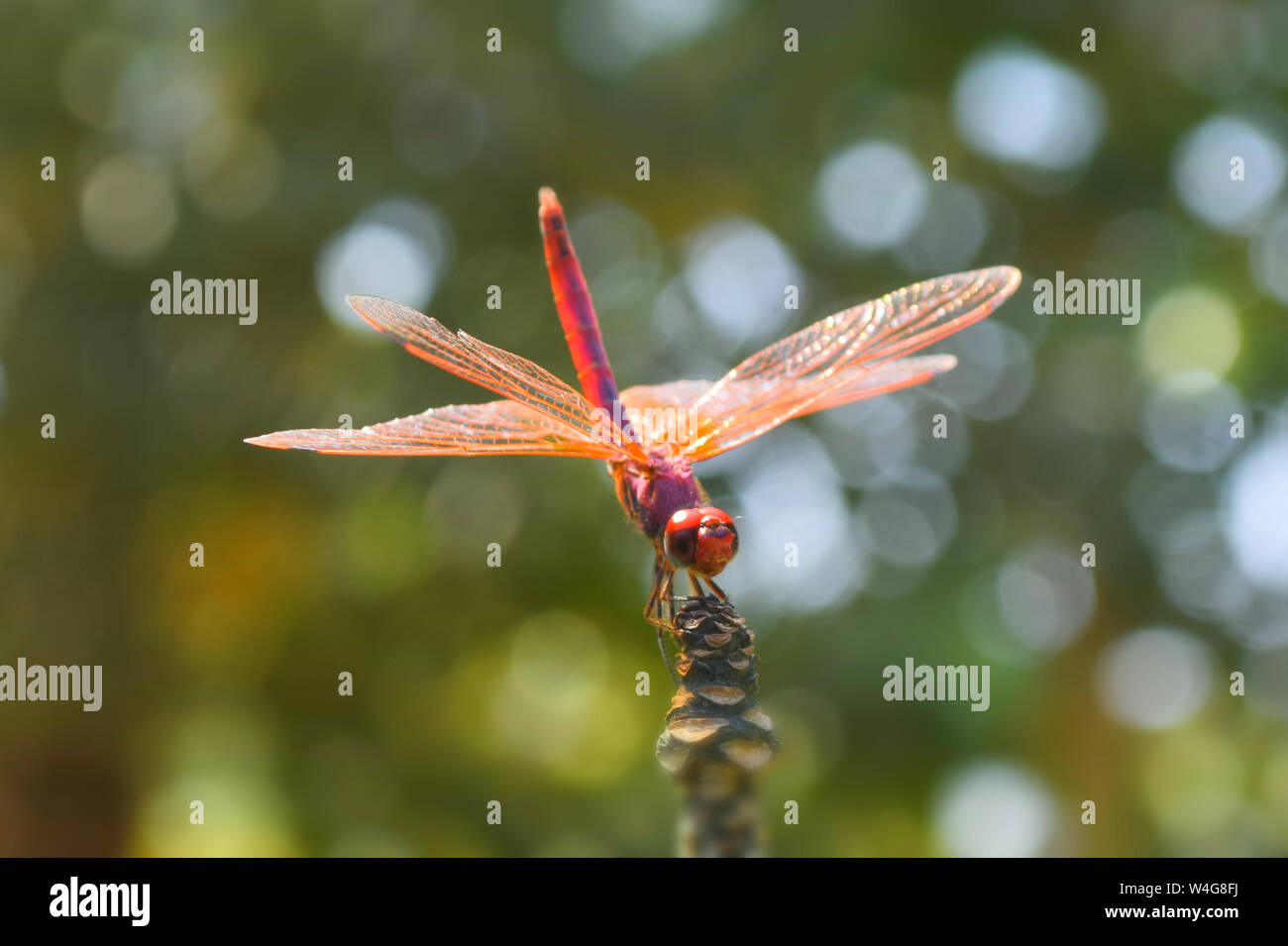 red head drangonfly in national park close up with bokeh background Stock Photo