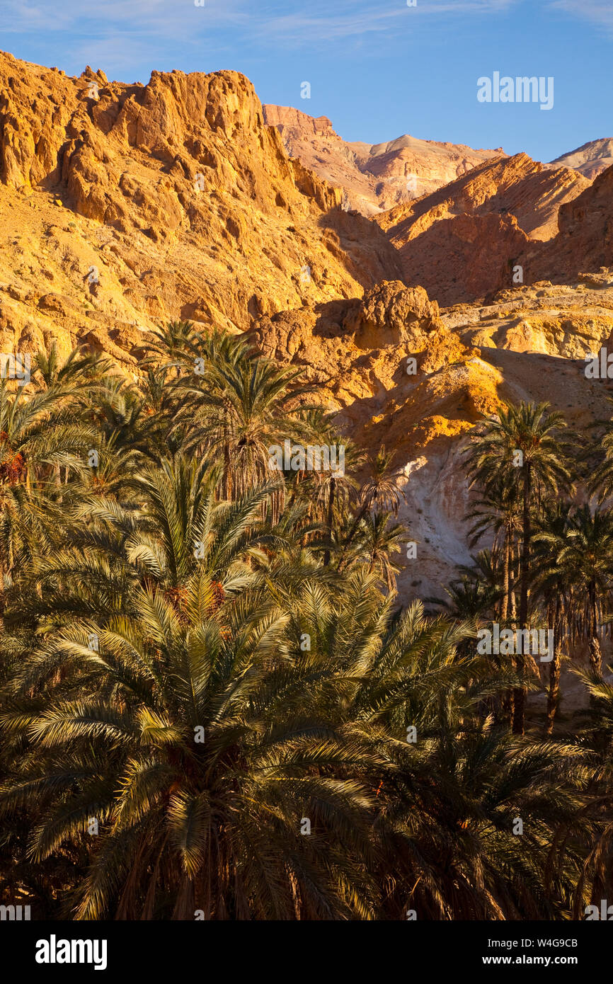 Oasis de montaña, Chebika, Desierto, Tunez, Africa Stock Photo - Alamy