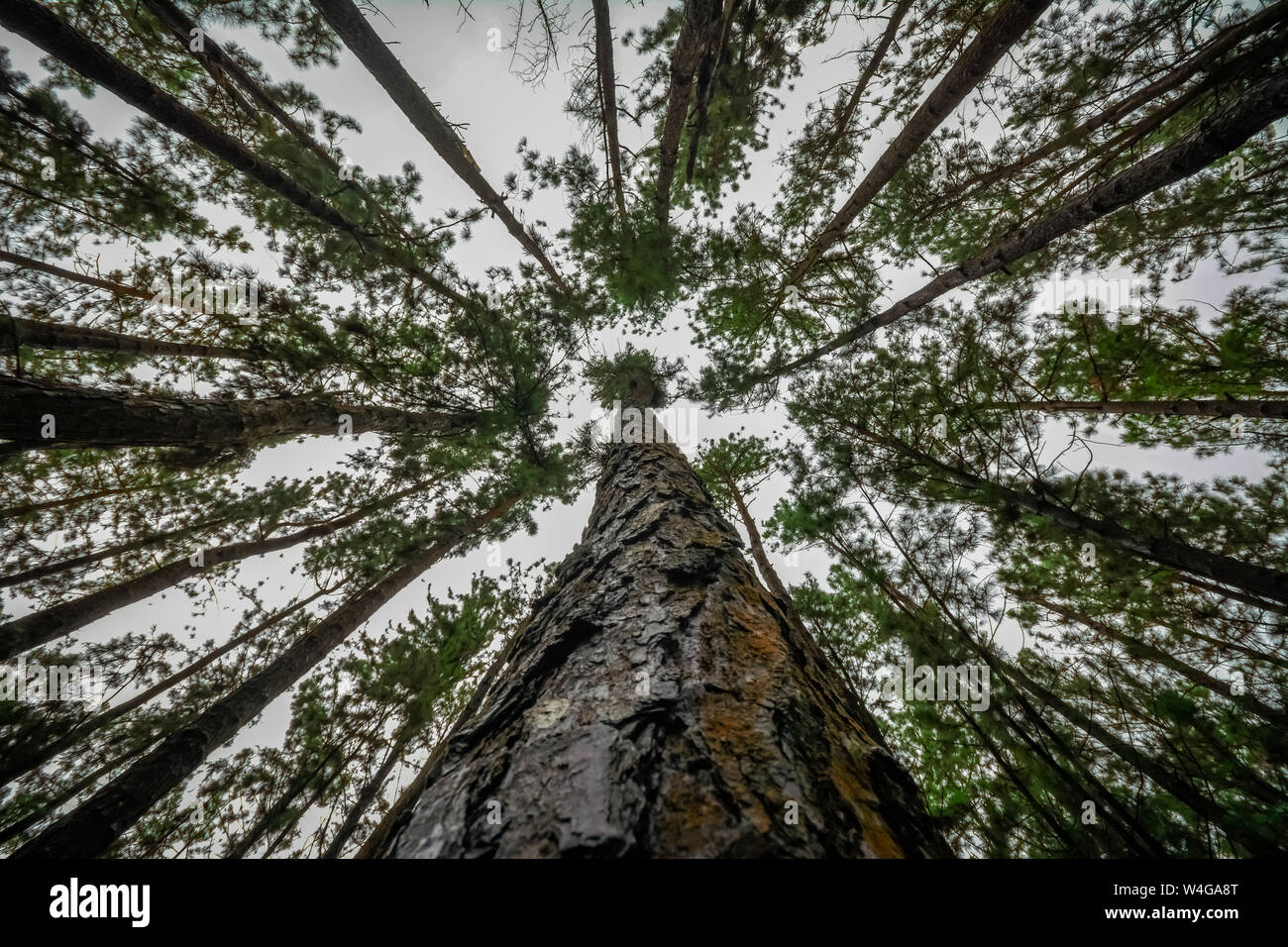 Vagamon, Kerala, India- 07 July 2019: Pine Forest in Vagamon hills Stock Photo