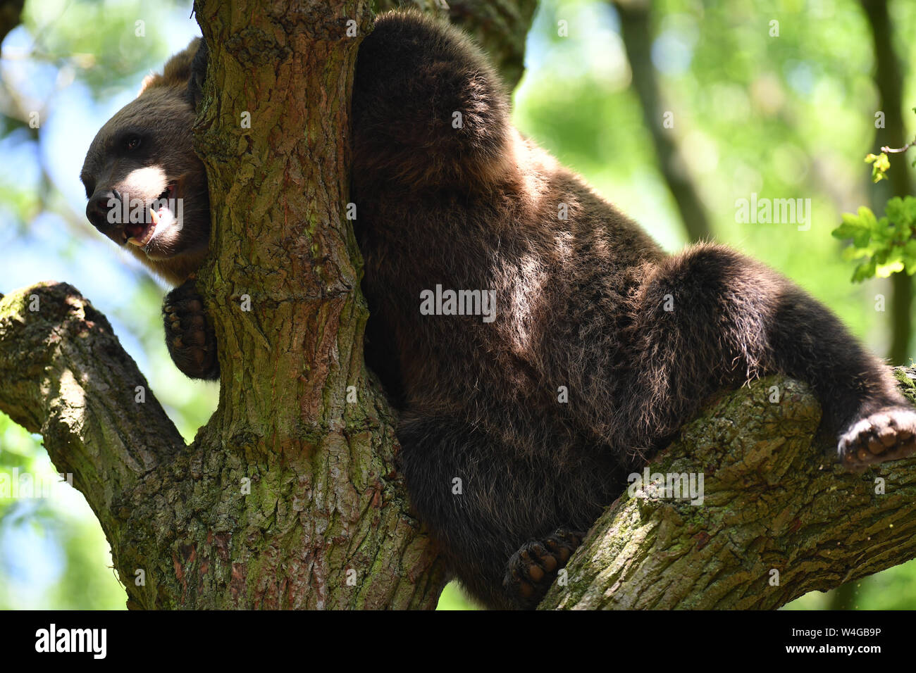 Bear wood bristol hires stock photography and images Alamy