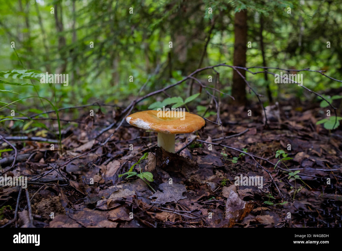 Colorful mushroom of Russula in the forest in the Moscow region, Russia. Natural source of protein. The traditional ingredient of Russian cuisine. Stock Photo