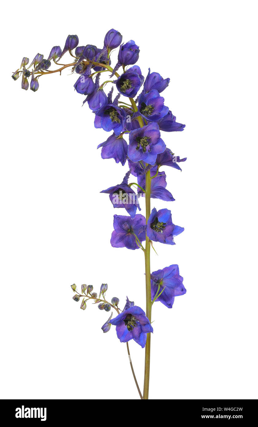 Blue delphinium flower isolated on a white background Stock Photo