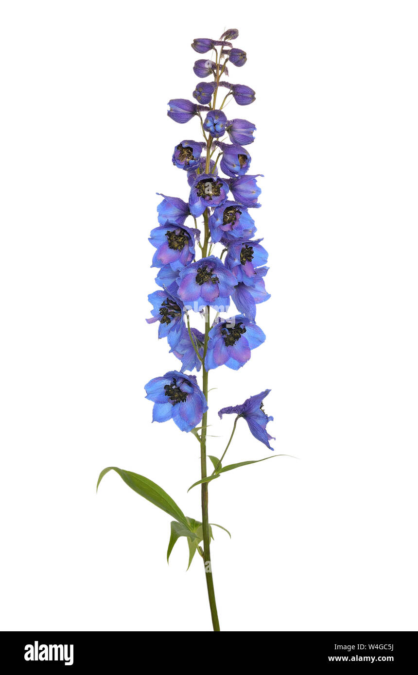 Delphinium flower isolated on a white background Stock Photo