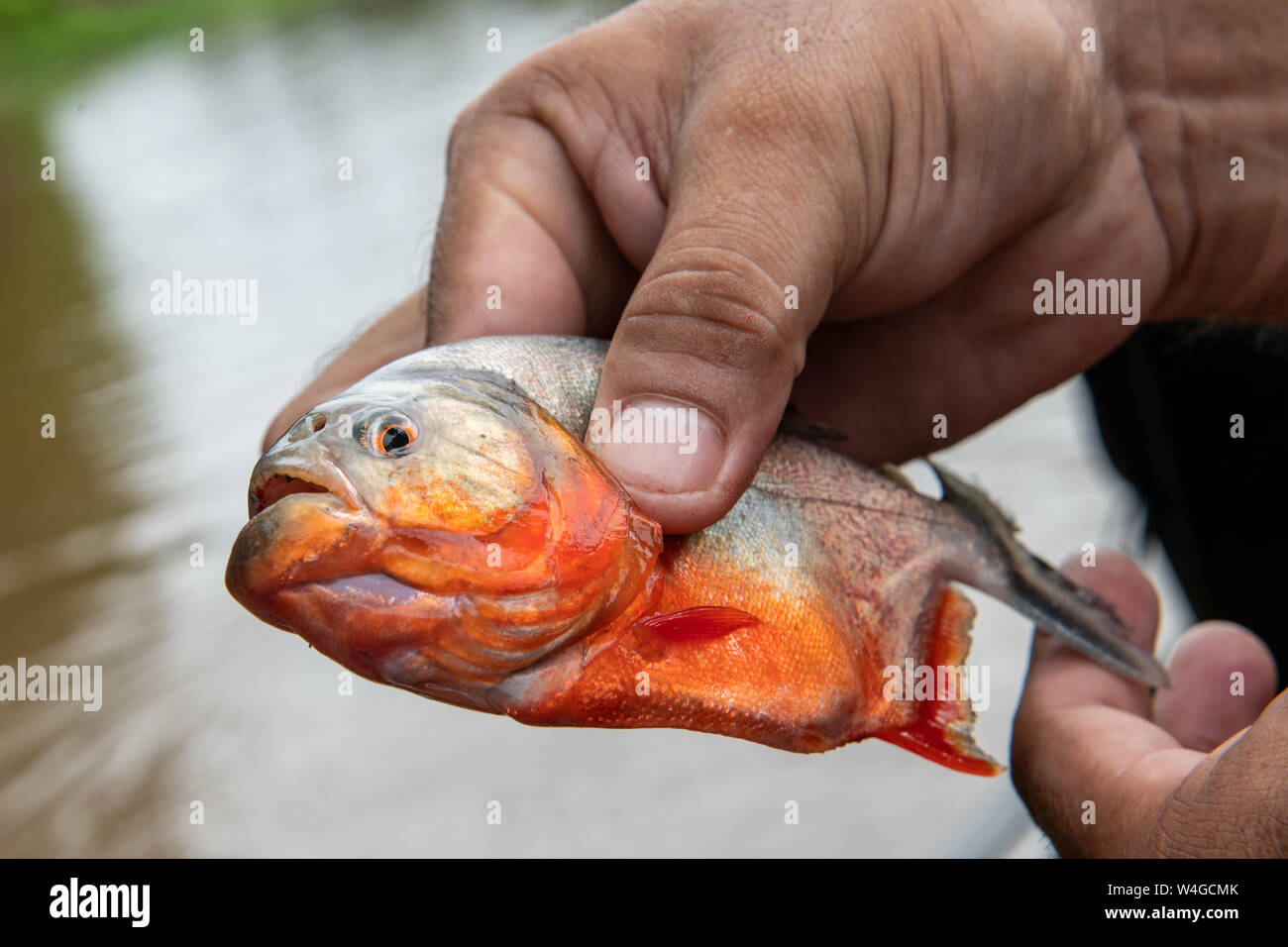 Red Bellied Piranha In The Peruvian Amazon River Stock Photo Alamy
