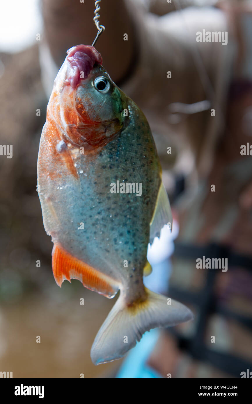 Red Bellied Piranha In The Peruvian Amazon River Stock Photo Alamy Red Bellied Piranha In The Peruvian Amazon River Stock Photo Alamy