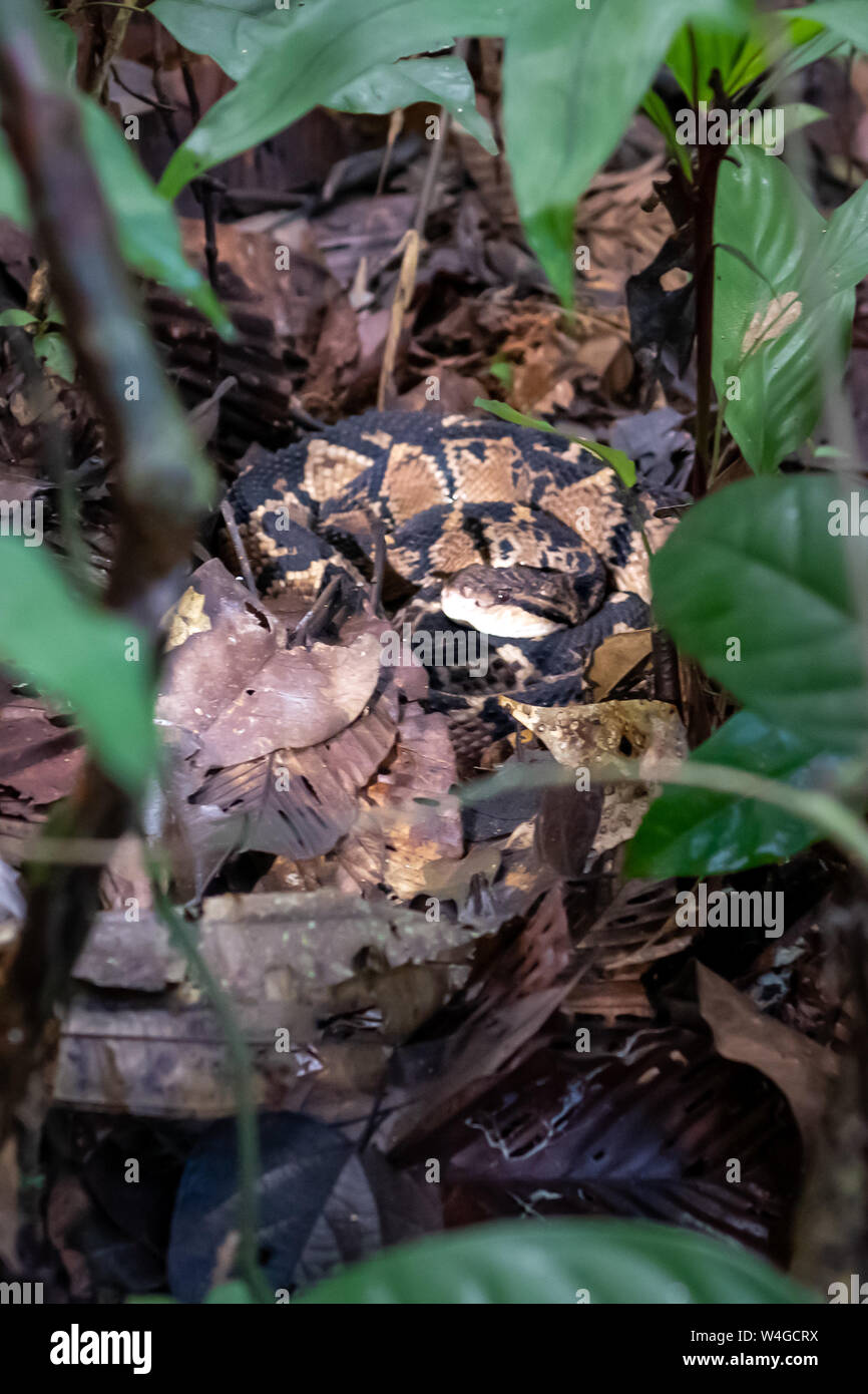 South American Bushmaster snake (Lachesis muta) in Amazonian Jungle of Peru Stock Photo
