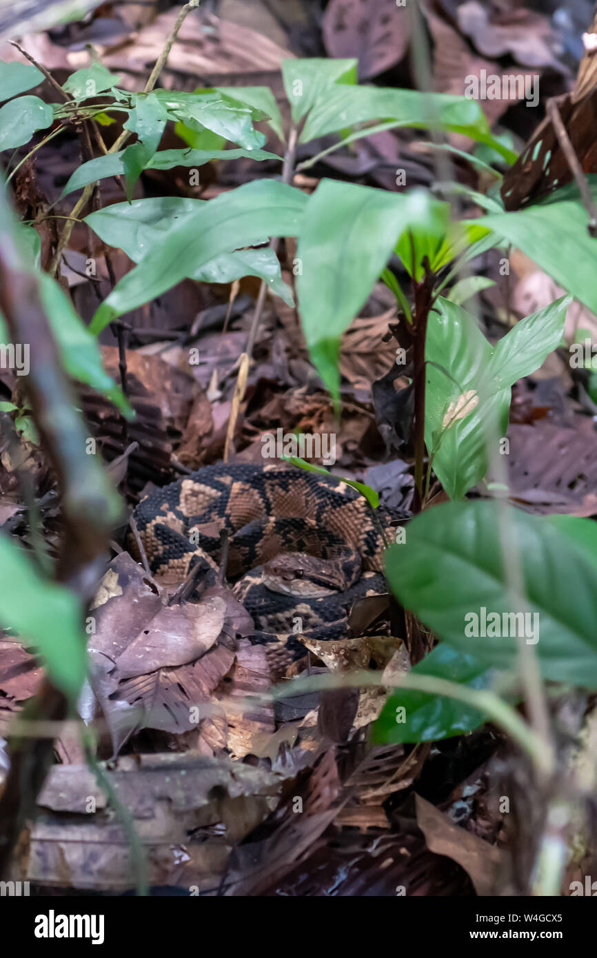South American Bushmaster snake (Lachesis muta) in Amazonian Jungle of Peru Stock Photo