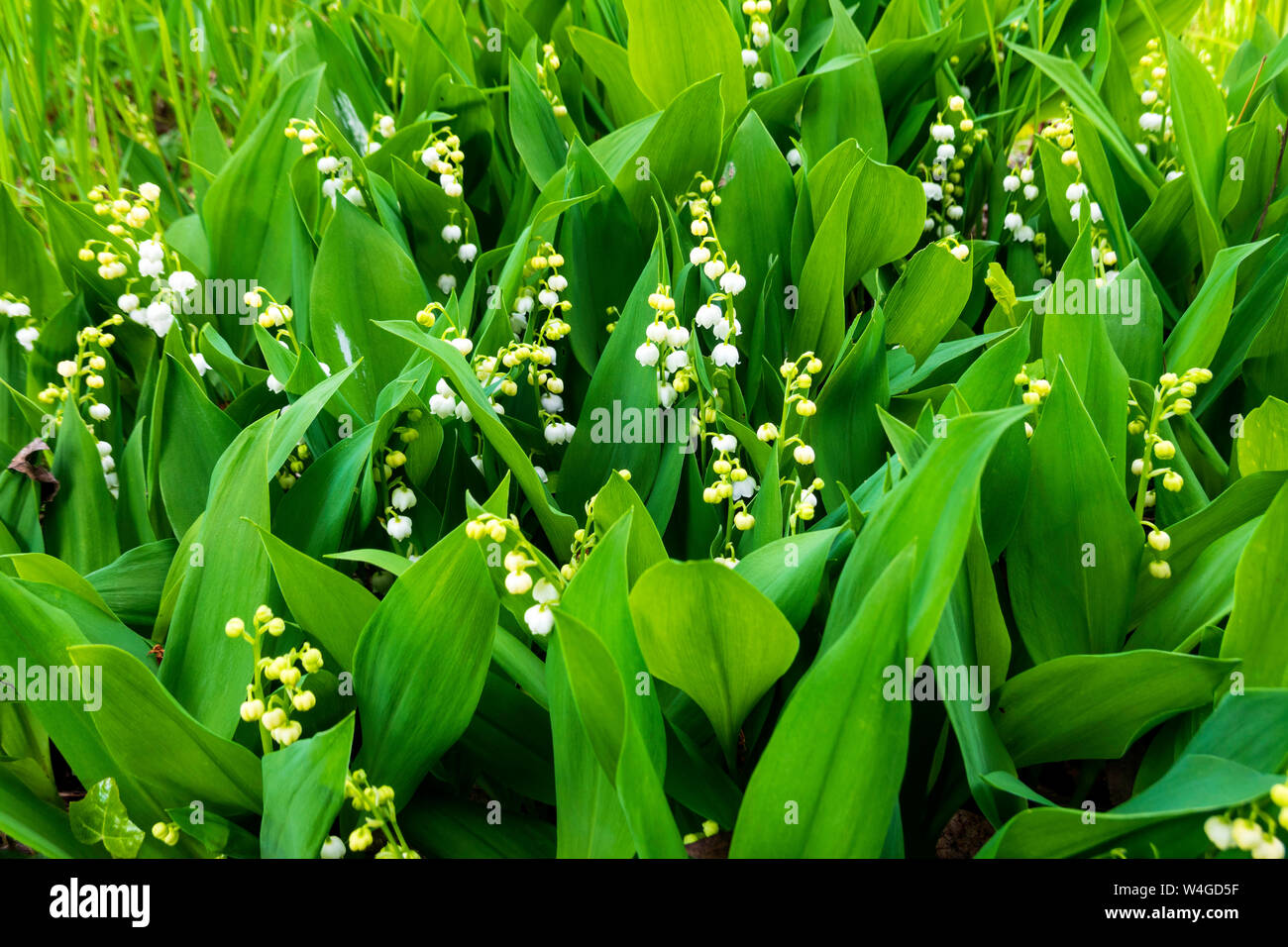 Lilies of the Valley Stock Photo Alamy