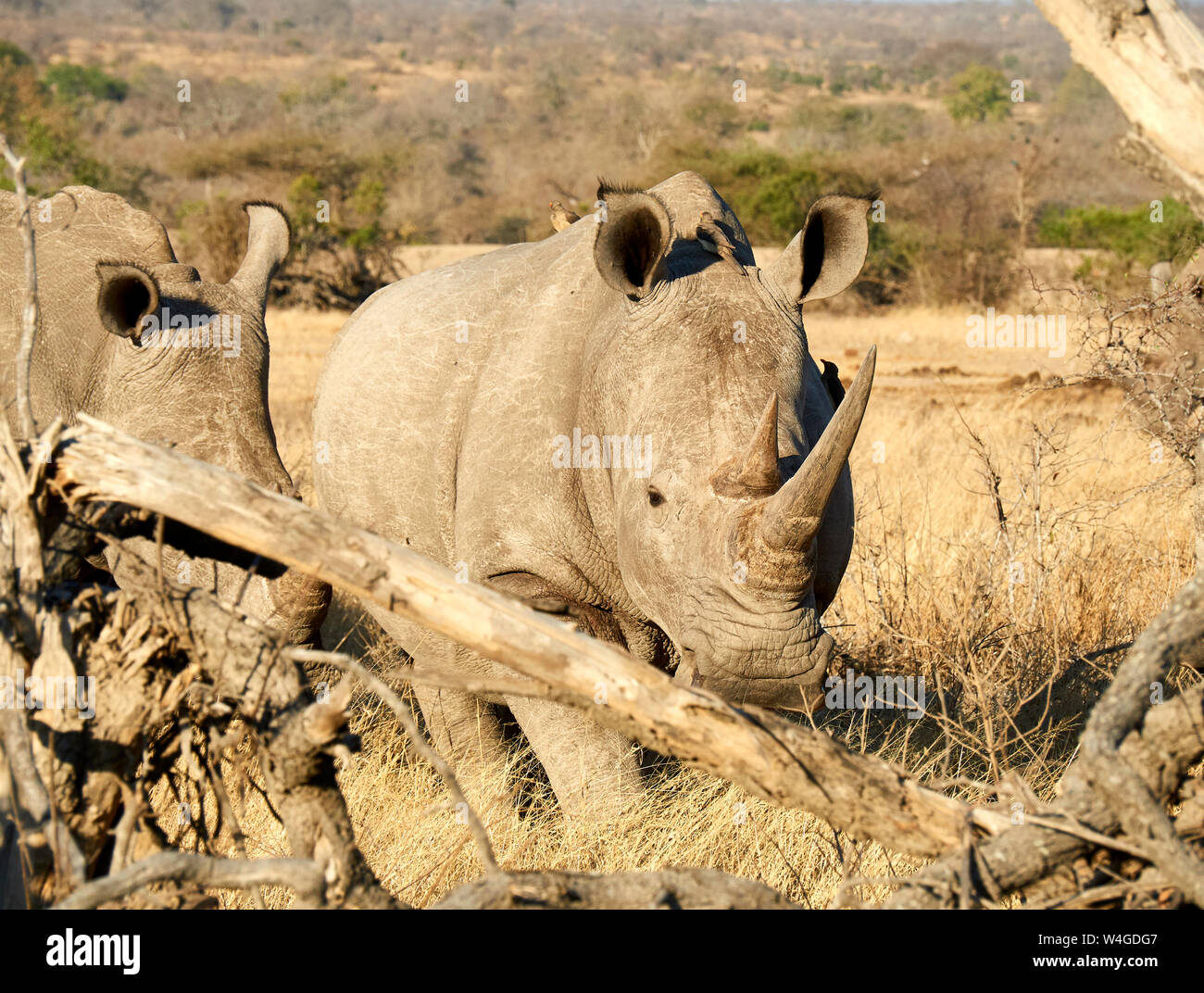 Couple of rhinoceroses at the savannah, Kruger National Park, Mpumalanga, South Africa Stock Photo