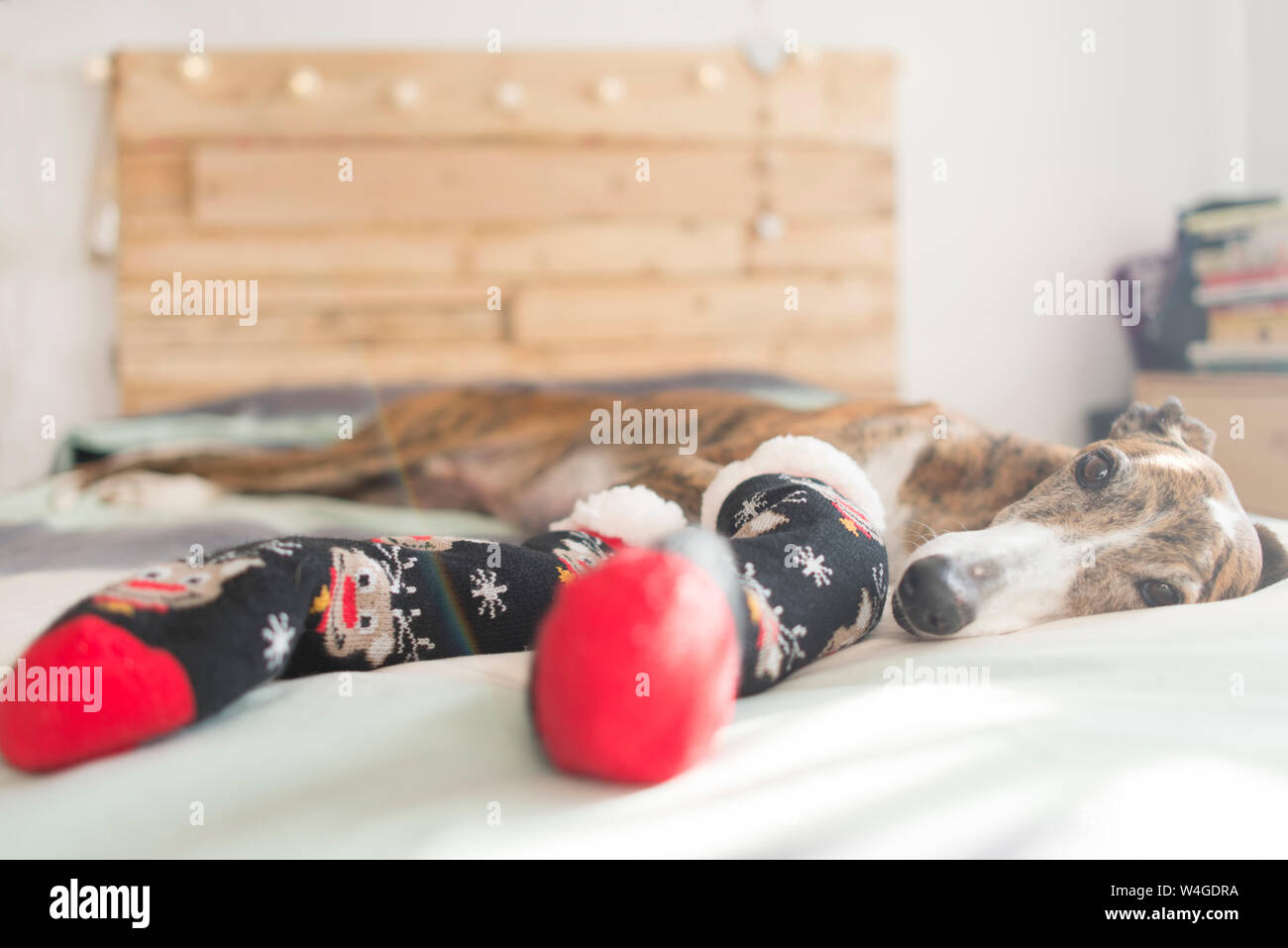 Portrait of Greyhound lying on bed wearing stockings at Christmas time Stock Photo