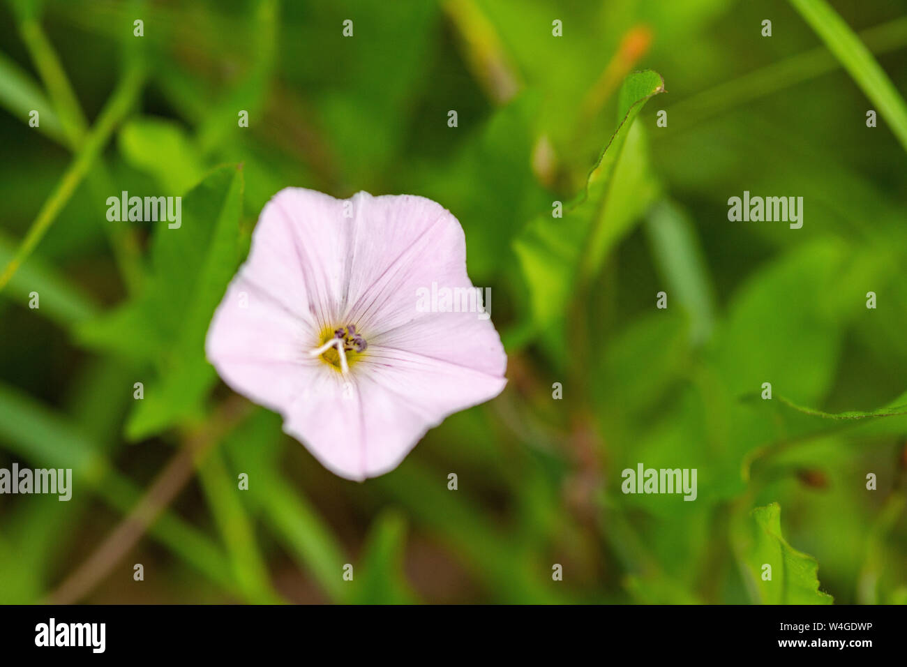 Field bindweed pink flower in green grass. Convolvulus arvensis herb