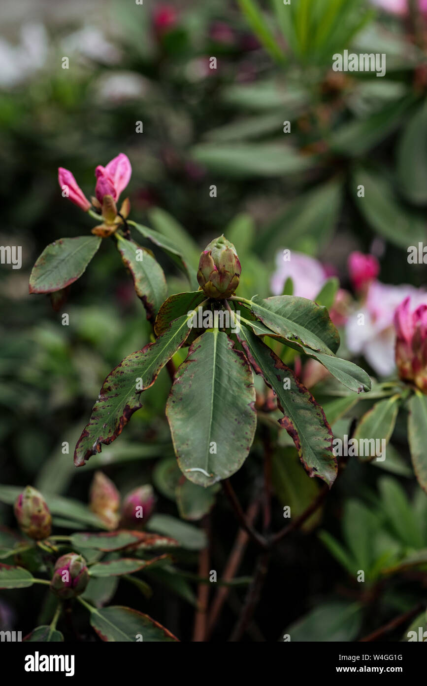 close up view of pink flower buds and green leaves Stock Photo - Alamy