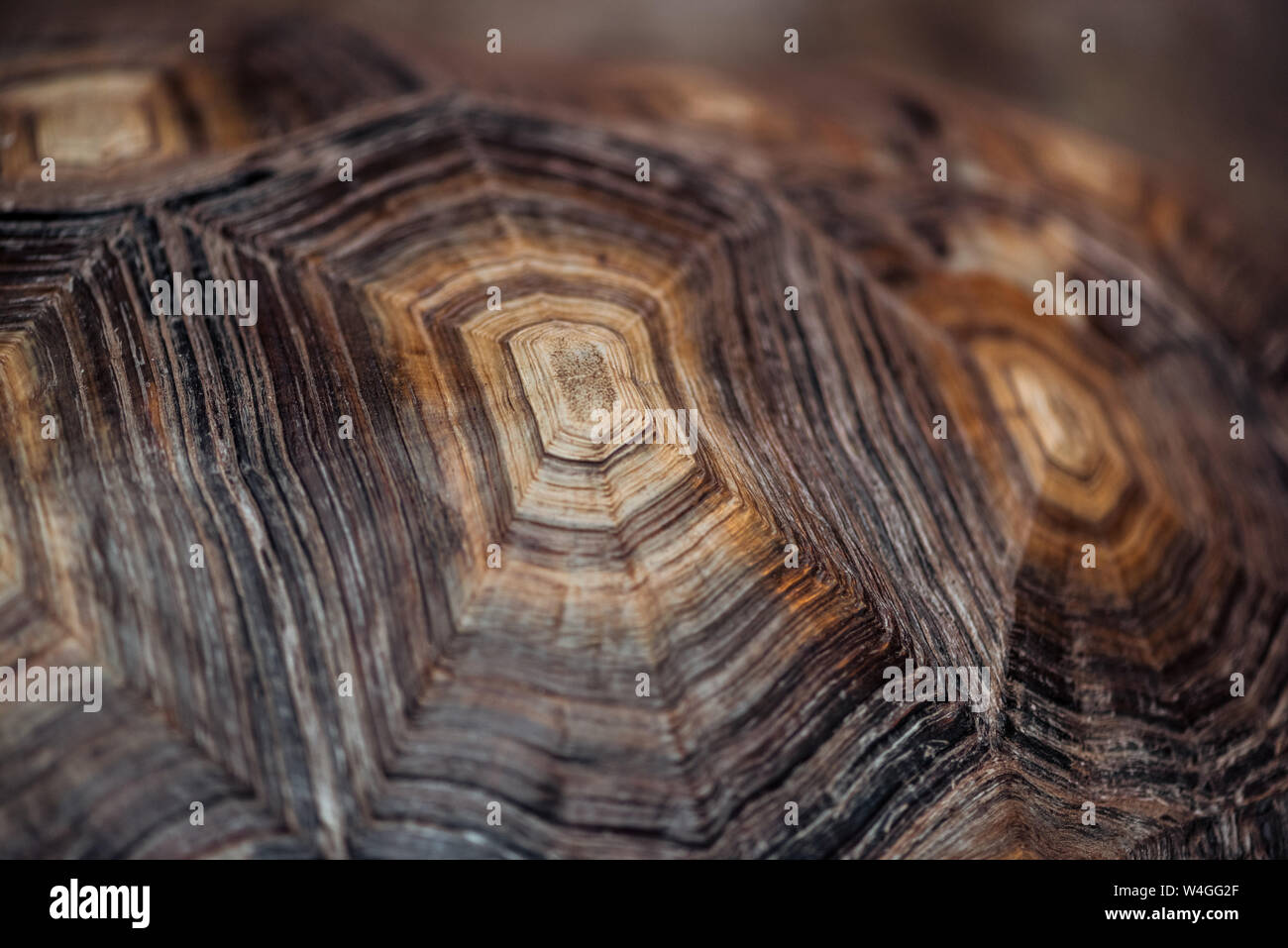 close up view of turtle textured brown shell Stock Photo - Alamy