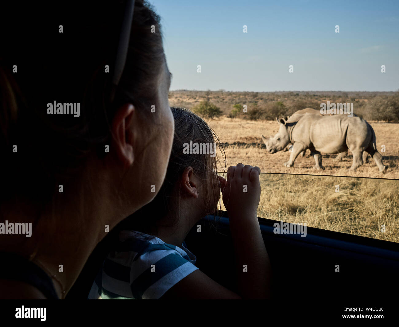Mother and daughter admiring rhinoceroses through the car window,  Mpumalanga, South Africa Stock Photo