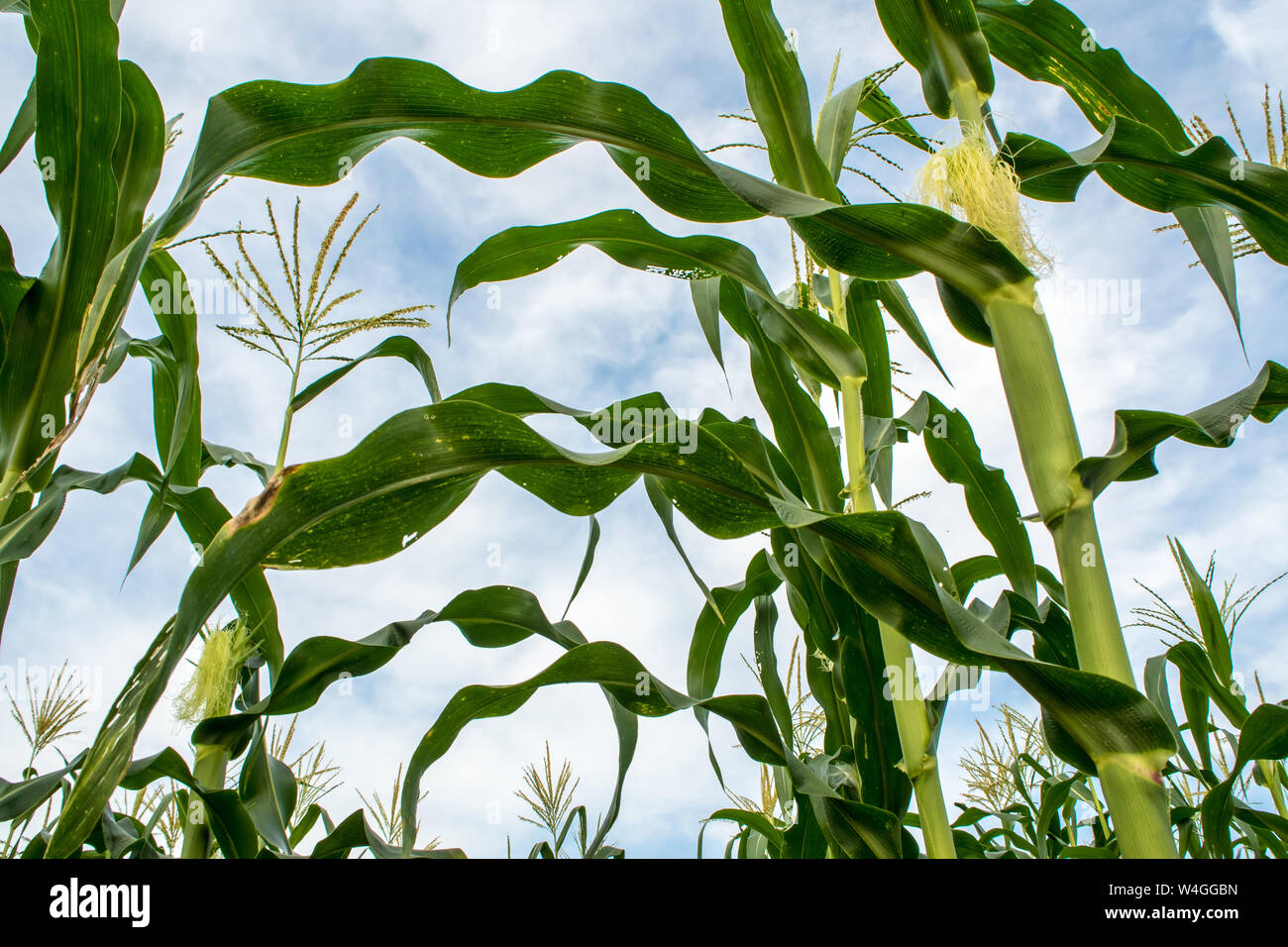 Baby corn cultivation hi-res stock photography and images - Alamy