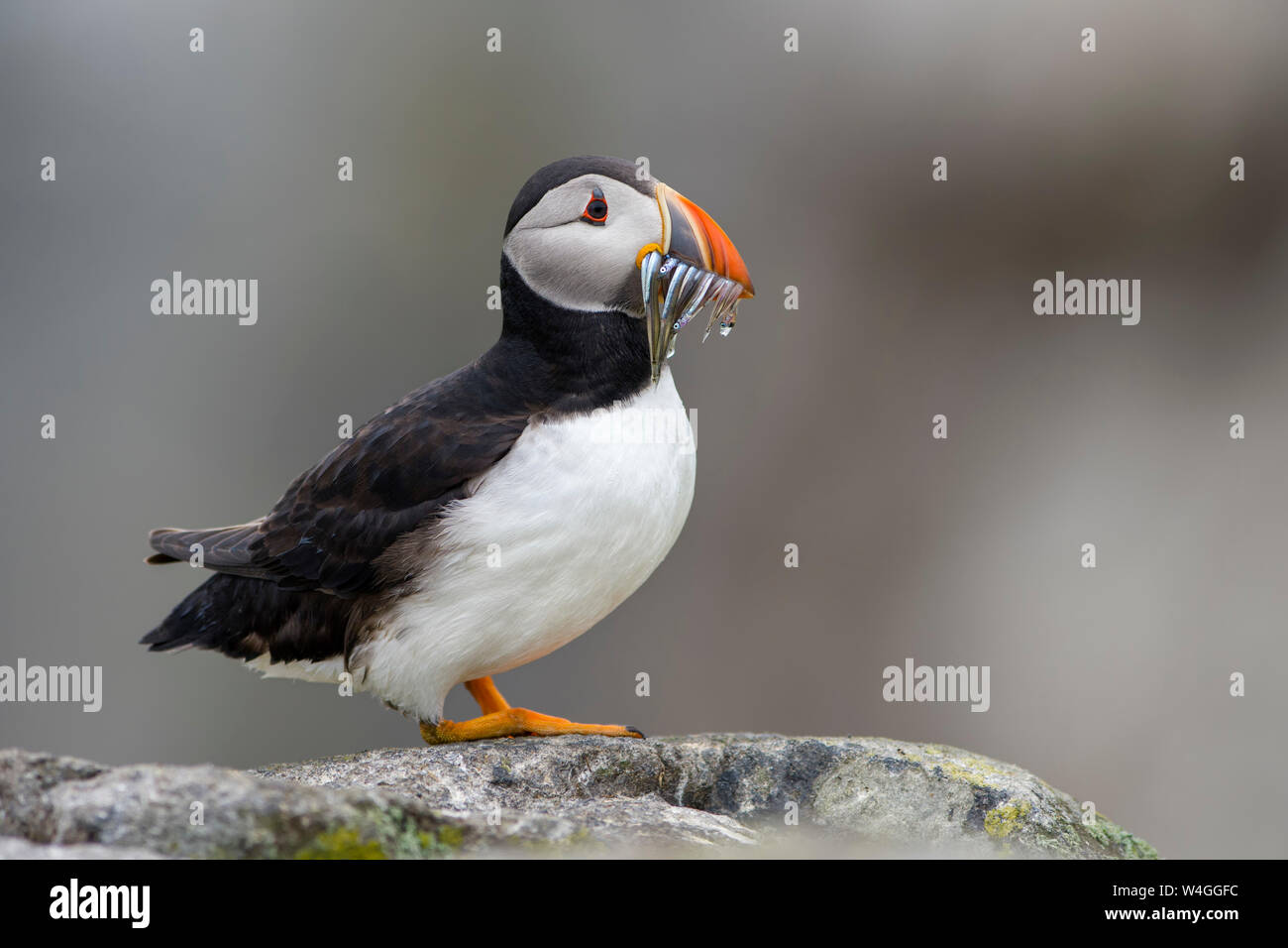Scotland, Isle of May, Atlantic puffin, Fratercula arctica Stock Photo