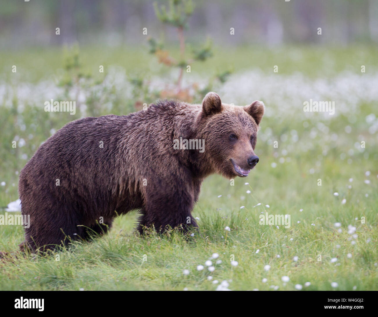 Eurasian Brown Bear (Ursus arctos arctos Stock Photo - Alamy