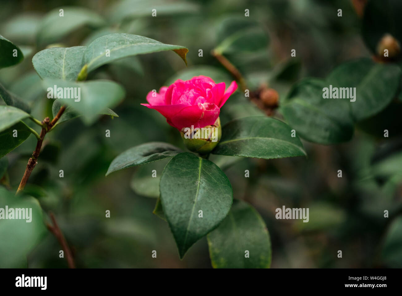 close up view of pink flower and green leaves on rose bush Stock Photo ...