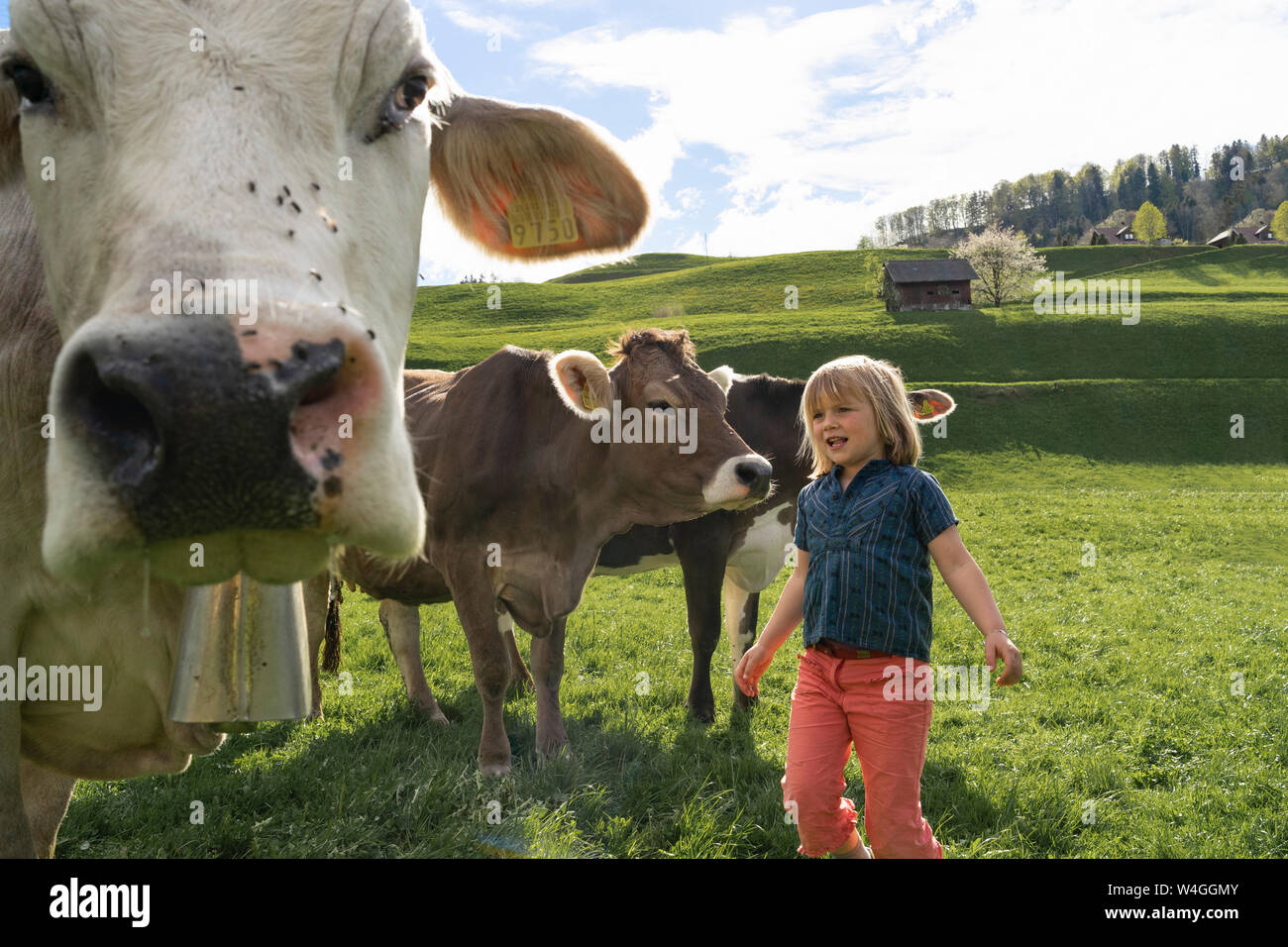Child on farm girl cow hi-res stock photography and images - Alamy