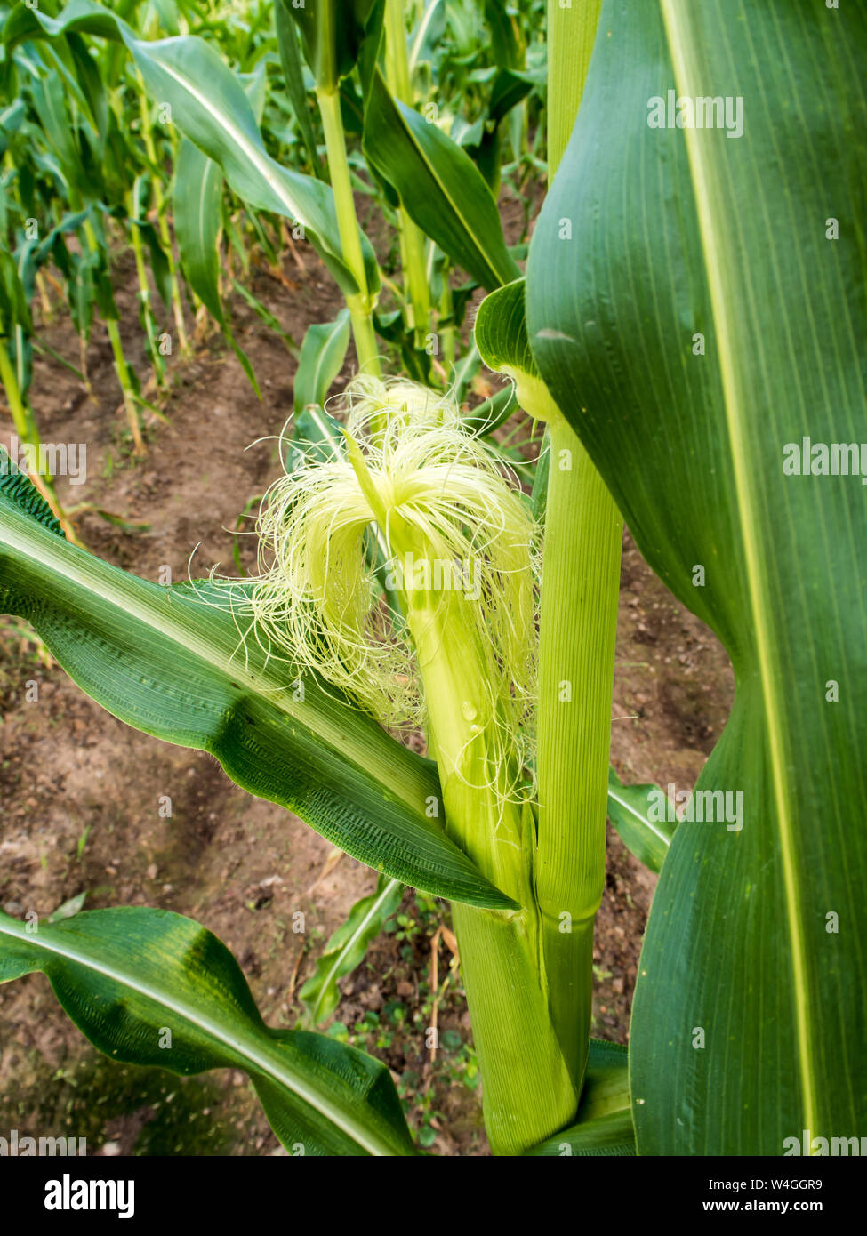 Baby corn cultivation hi-res stock photography and images - Alamy