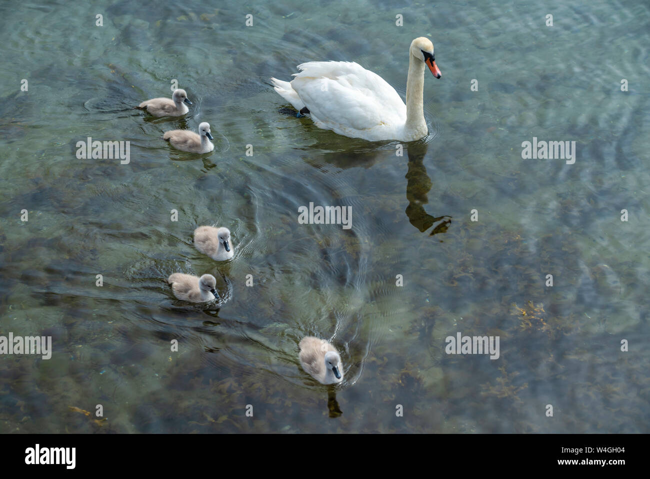 Swan with chicks swimming in water Stock Photo