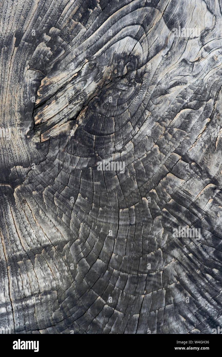Wood surface, Teak wood, Tectona grandis, full frame Stock Photo