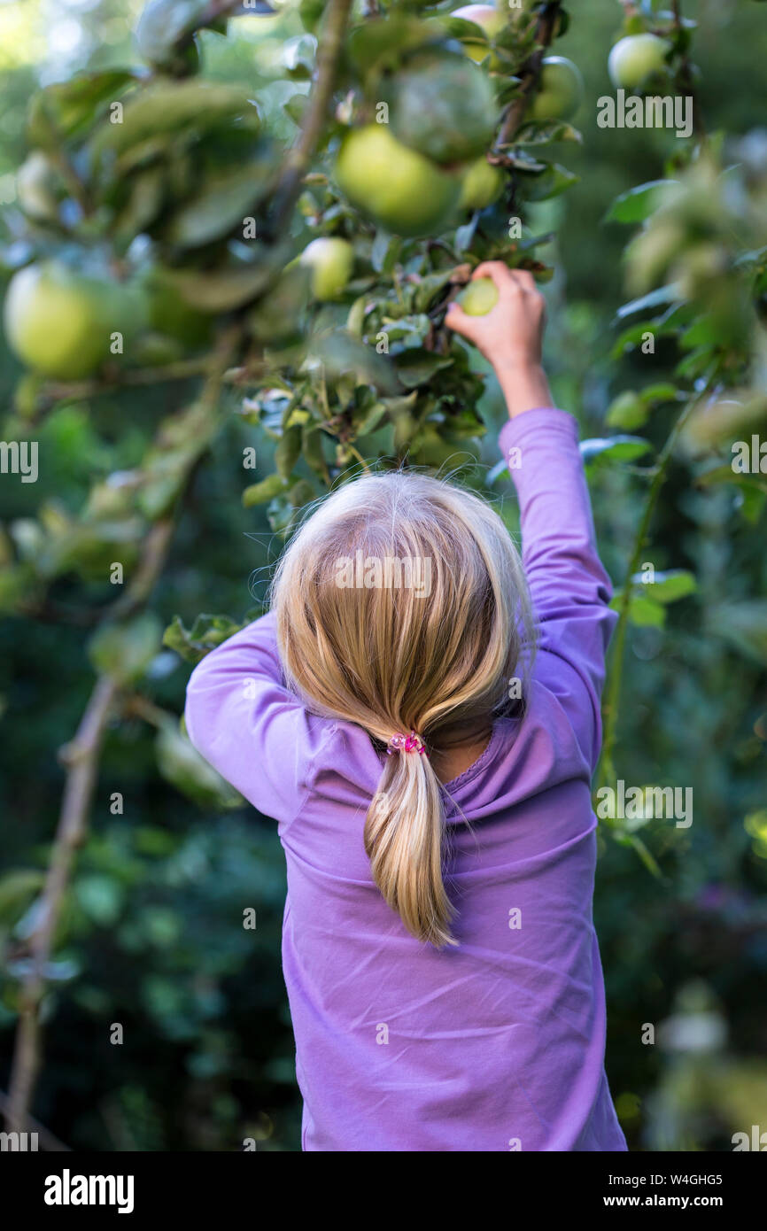 Back view of little girl picking apple from tree Stock Photo